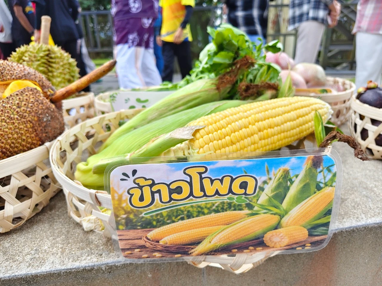 catalogs_file_212_31_5_981663.webp